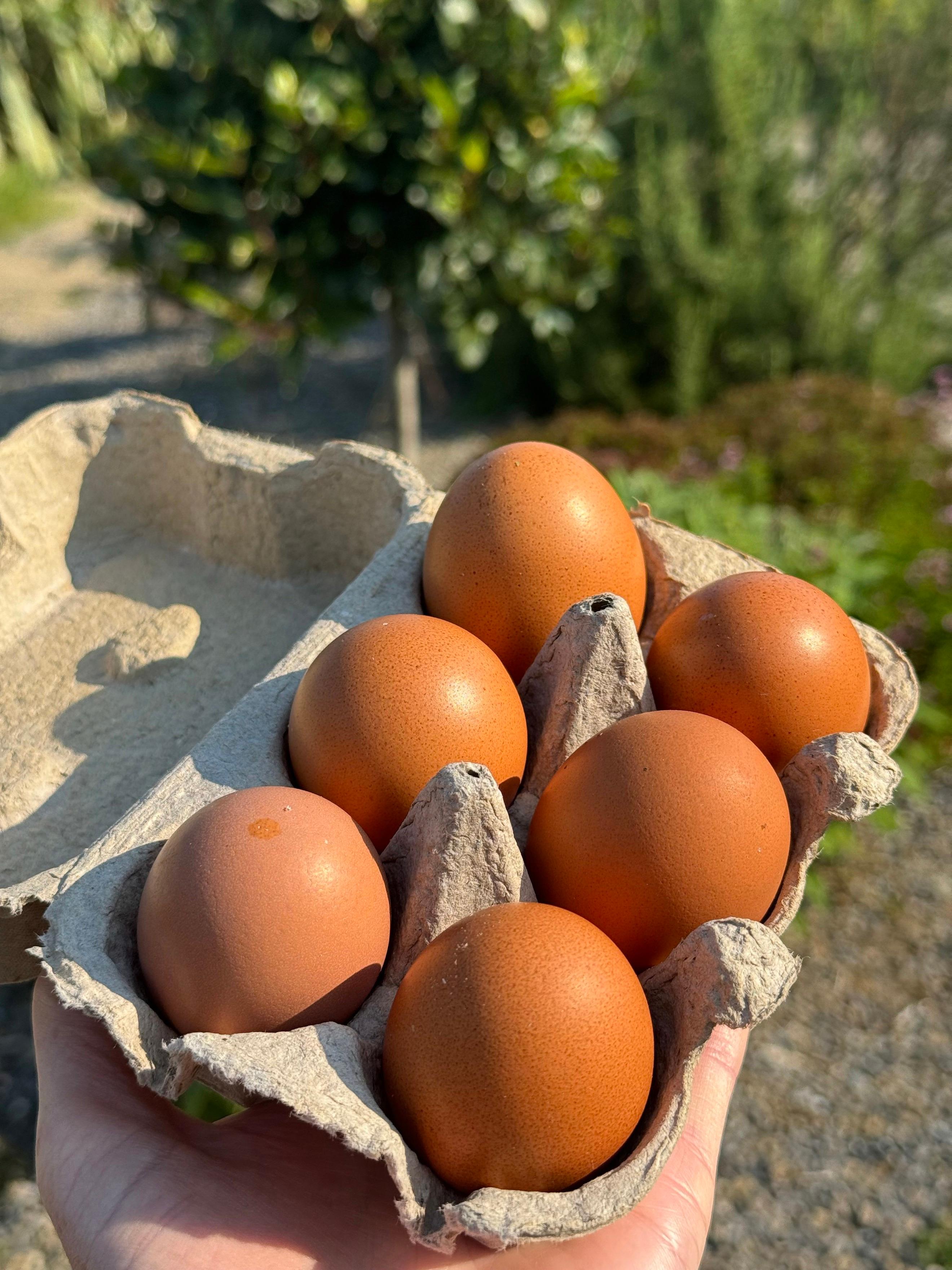 6 Free-Range Eggs